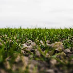 Lawn Top Dressing and Sanding on Grass