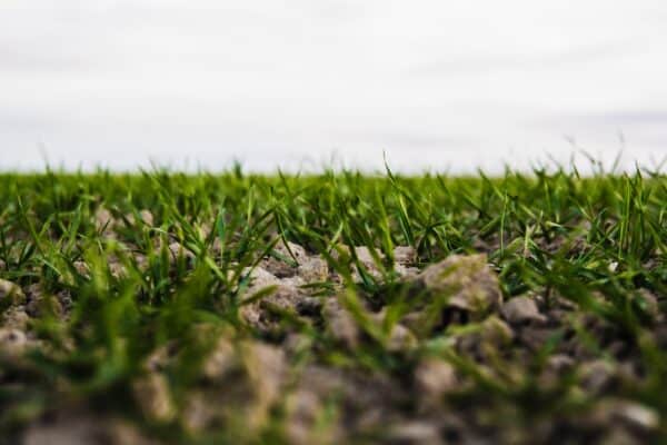 Lawn Top Dressing and Sanding on Grass