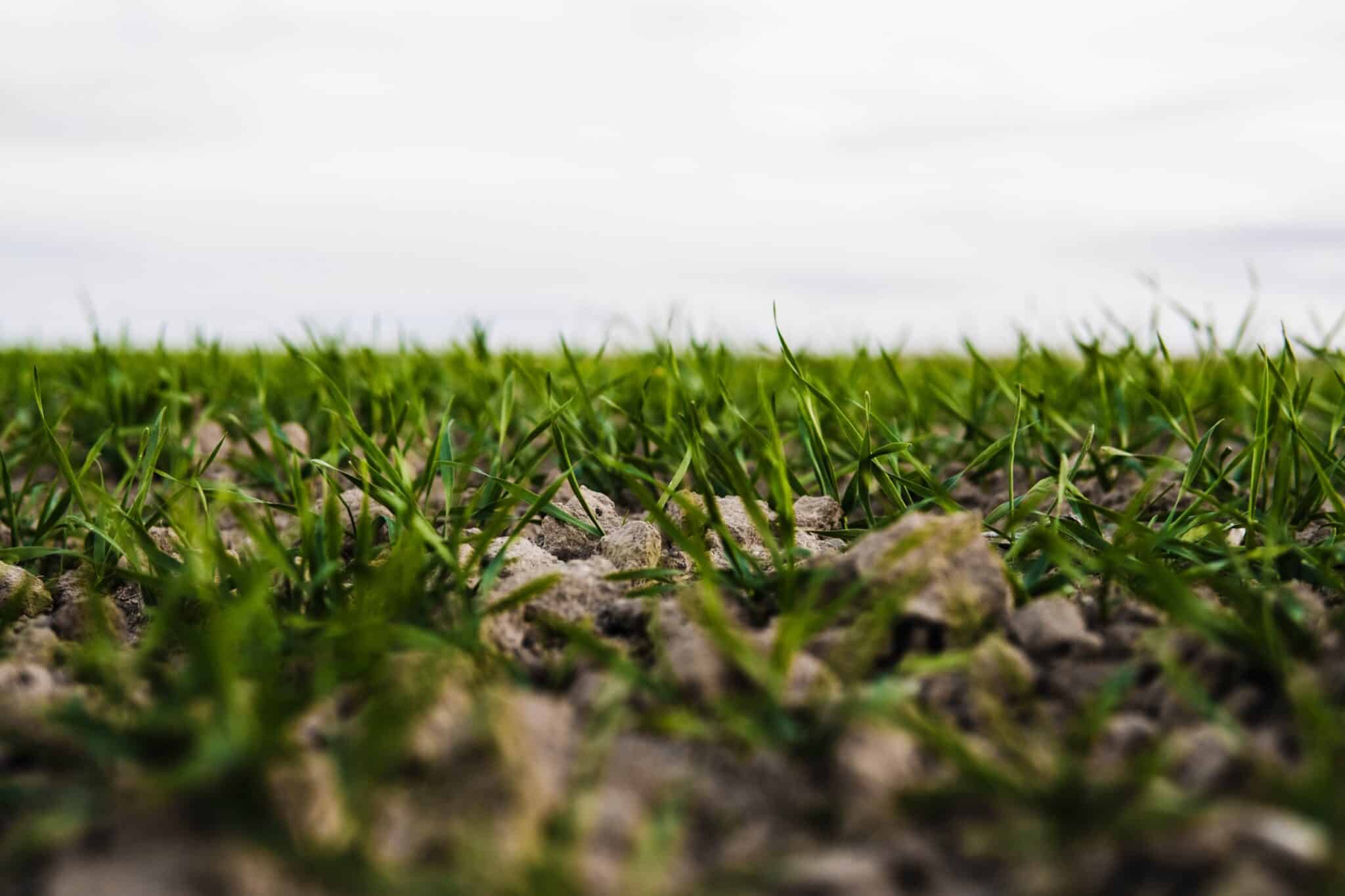 Lawn Topdressing / Sanding Service Sprinkles Irrigation & Landscape, INC.