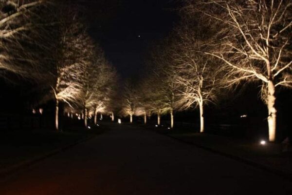 Exterior landscape lighting in trees